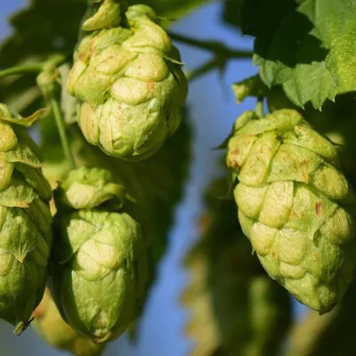 Hops