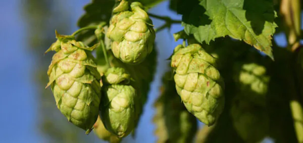 Hops