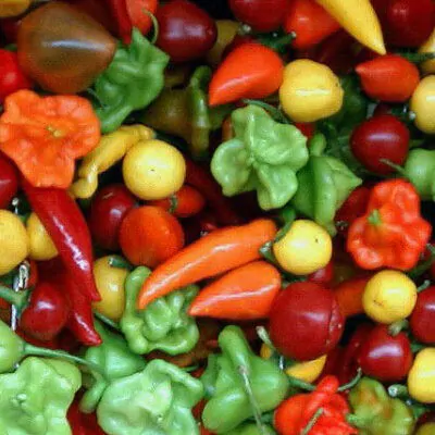 Chili
